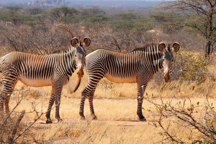 Samburu Kenya Safari